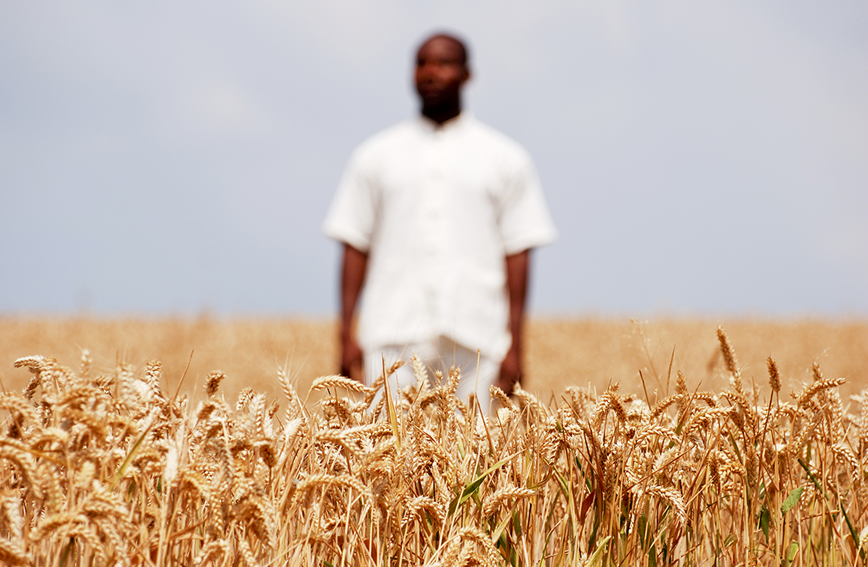 A farmer standing in a field of ripe wheat